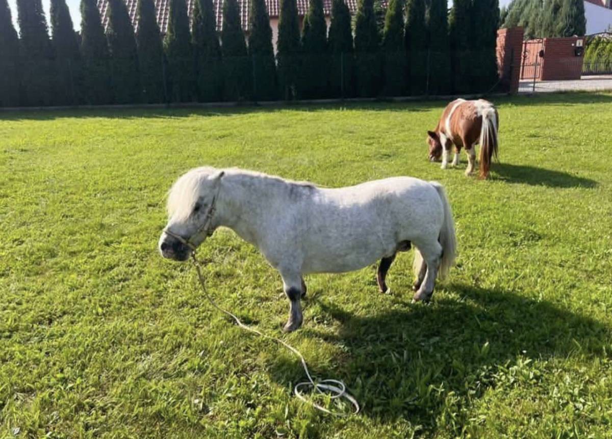 Secuestran en coche a un poni en miniatura en Sanlúcar: su dueña ofrece 50.000 euros