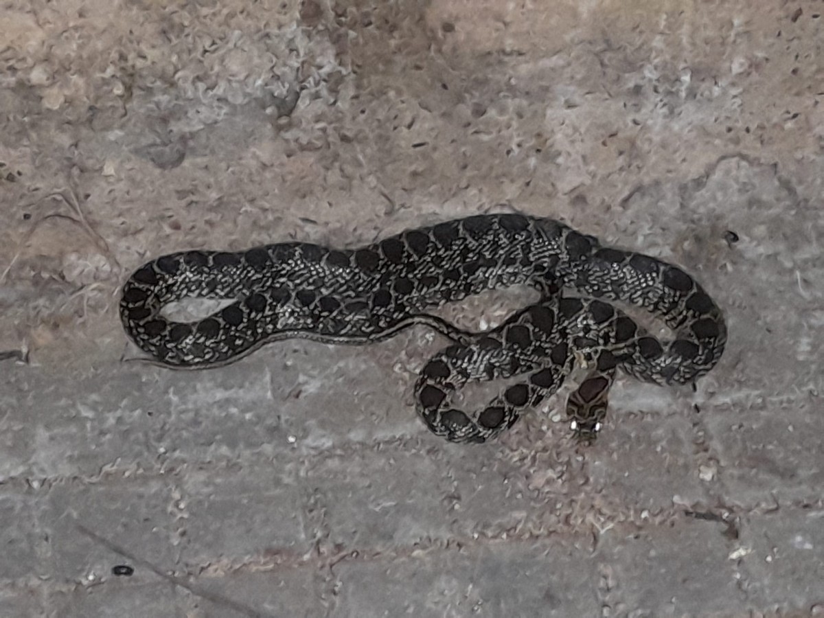 Una serpiente se cuela en el patio de una iglesia de Huelva: cómo actuar ante su aparición estelar con el calor