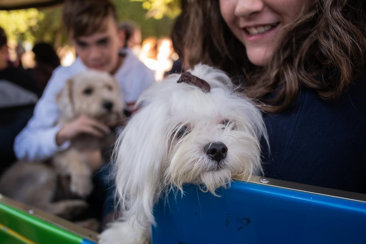 Las mascotas de Jerez, protagonistas del Hocico Fest: DJs, mercadillo y paseo desde Plaza del Caballo con fin benéfico