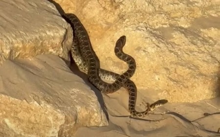 Visto en una playa de El Puerto: dos serpientes sorprenden a los bañistas entre las rocas