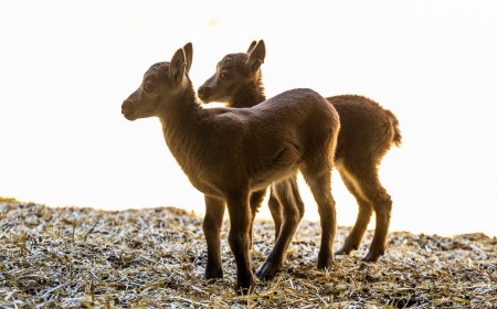 Nacen Riato y Sedello, las primeras cabras salvajes nacidas por fecundación in vitro que pueden salvar a otras especies en extinción