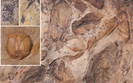Una ‘Pompeya vegetal’ de hace 74 millones de años reescribe la historia de las plantas