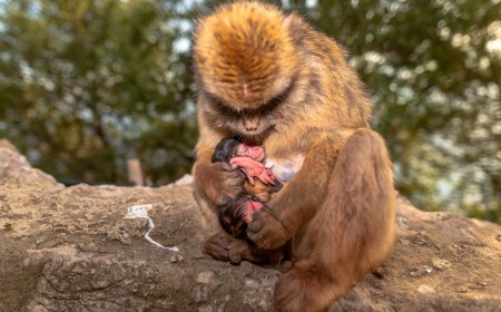 El “parirás con dolor” de las mujeres también lo sufren otras primates