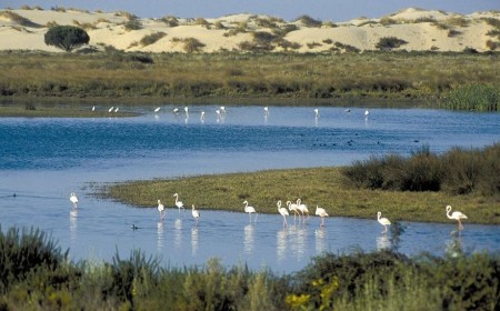 Más de 200 garrafas de combustible para narcolanchas en pleno Doñana: &amp;quot;Es indignante&amp;quot;