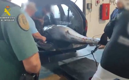 Ocultos bajo una lona y sin papeles: interceptan cuatro enormes atunes rojos en un coche en Barbate