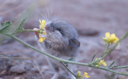 Ratones y humanos olfatean igual